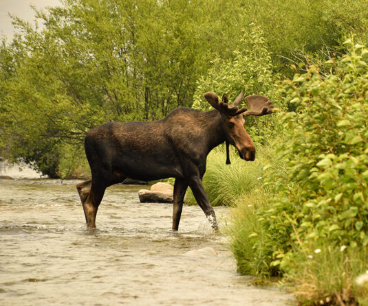Moose Madison River Montana West Yellowstone National Park Get Lost in America