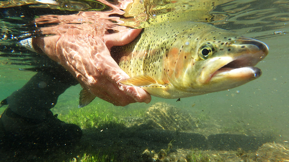 Livingston Montana Spring Creeks Get Lost in America Fly Fishing
