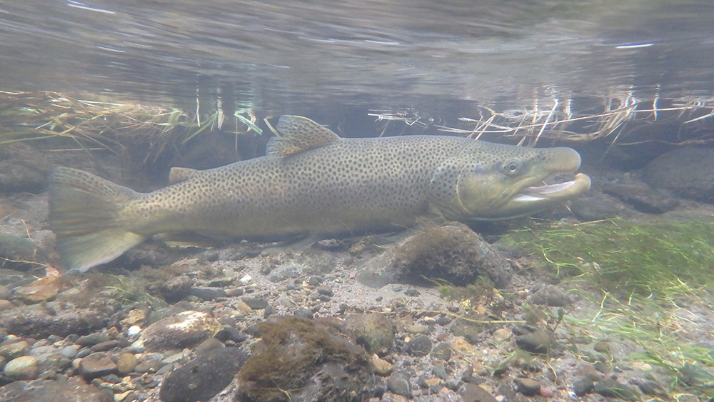 Livingston Montana Spring Creeks - Get Lost in America Fly Fishing