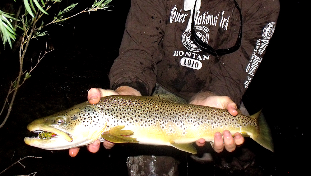 Fly Fishing Yankee Jim Canyon Yellowstone River Brown Trout on Streamers