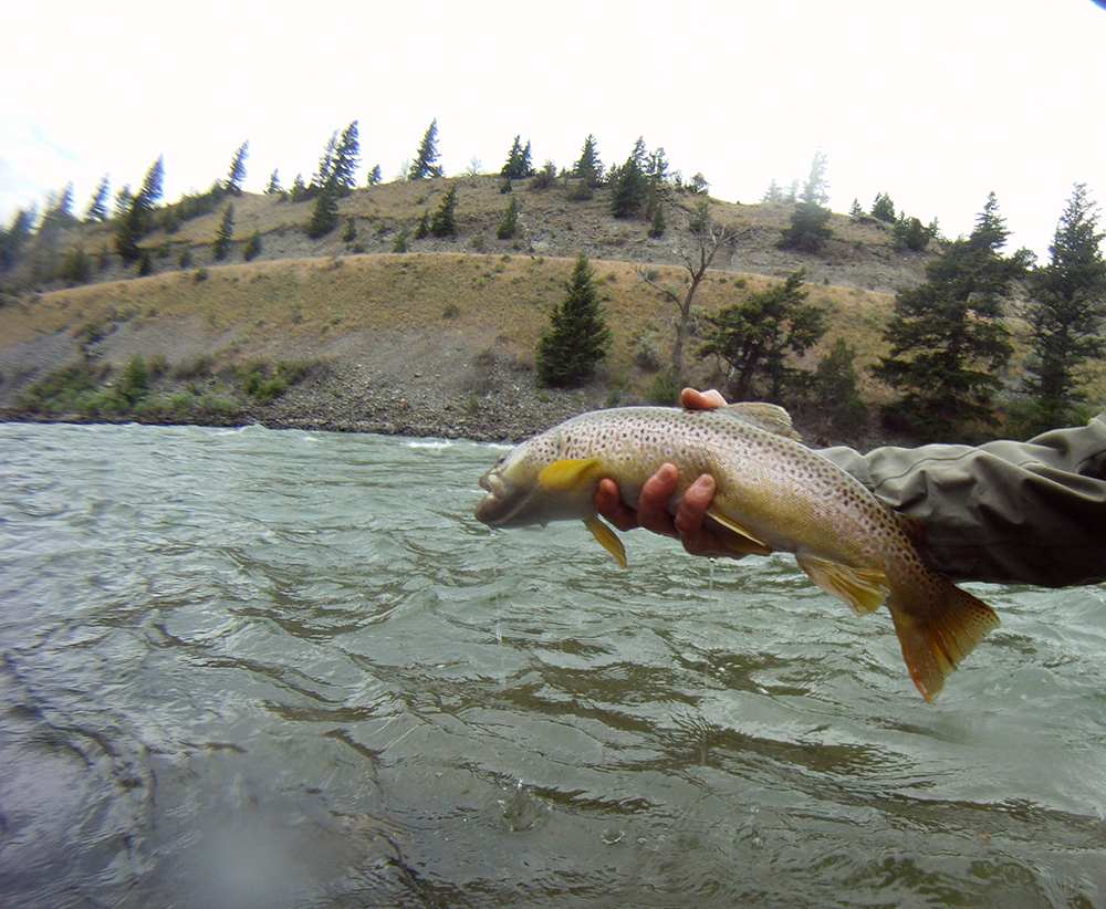 Fly Fishing Yankee Jim Canyon on the Yellowstone River is a great destination to start or end adventure.
