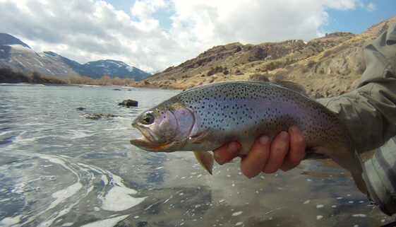 Fly Fishing Yankee Jim Canyon on the Yellowstone River, Rainbow Trout Get Lost in America