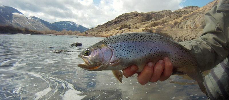 Fly Fishing Yankee Jim Canyon on the Yellowstone River, Rainbow Trout Get Lost in America