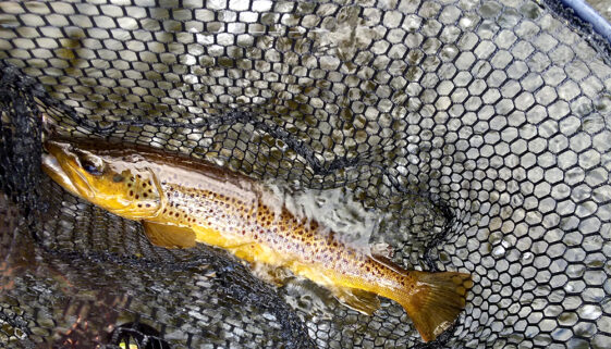 Fly Fishing Montana's Gallatin River Walk Wade or Float Gallatin River offers a variety of scenery and open meadows in Yellowstone Park