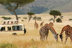 Adventure of a Lifetime Kilimanjaro Climb and Safari herd of Giraffes with Get Lost in America