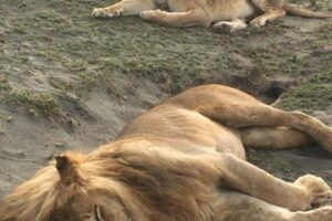 Adventure of a Lifetime Kilimanjaro Climb and Safari Lioness taking a nap with Get Lost in America