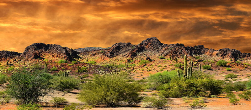 Saguaro National Park Expedition a Western Gem