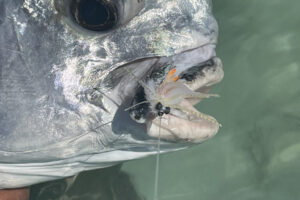 Bahamas Lost Key Lodge Fly Fishing Expeditions head shot of a permit with a crab fly in its mouth