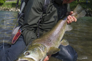 Italian Fly Fishing Tours for the Adventure of a Life Time Trentino and Piemonte are located in the Italian Alps and offer brown and marble trout fishing. In these regions the landscapes are mountainous, there are excellent wines and our partner 4-star hotels offer a luxurious wellness area with Get Lost in America