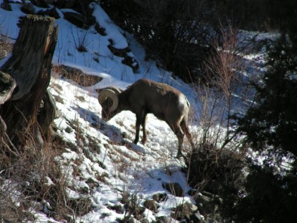 Colorado's Chatfield State Park Spring, Summer Then Big Horn sheep up the South Platte River Chatfield State Park