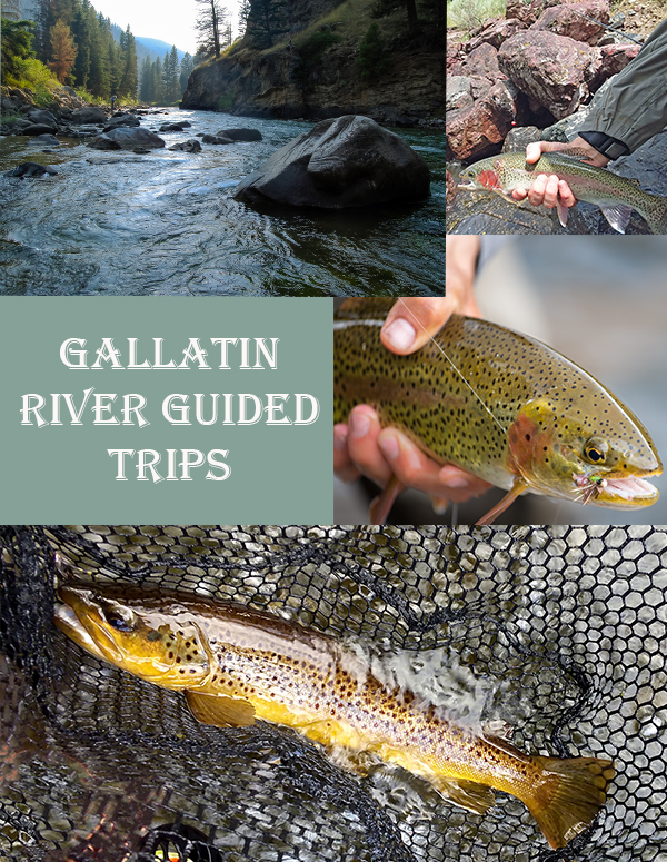 guided Gallatin River fly fishing trips walk and wade trips in Yellowstone National Park