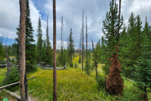 A look through the forest as we reach Biscuit Basin on the way back down