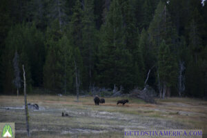 Bison on Firehole Lake Loop Drive across road from Firehole Lake