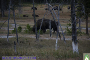 Bison out feeding, working on some fat build up for food storage before the snows start falling