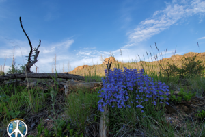 Wildflowers and mountains offer beautiful panoramas drive to Wigwam Trail Colorado
