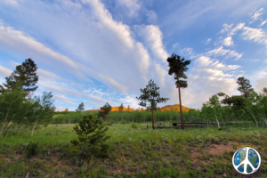 Open forest great photo opportunities with wildlife passing by