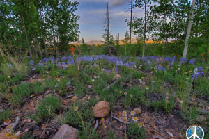 Purple Wildflowers blanket the forest floor for miles, in the Pike National Forest