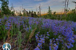 Wildflowers enticed people to stop, lay out a blanket and have a picnic a once in a lifetime perhaps, Wigwam Trail Hike Scenic Drive Lost Creek Wilderness FS-211 Turning off Tarryall Rd on to FS-211 heading north fifty four miles to Wigwam Trail Head.