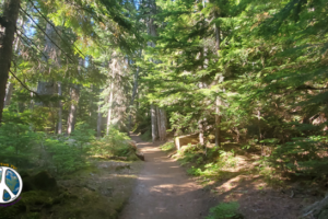 First two mile from Whiter River road is dense rain forest with streams crossing the trail