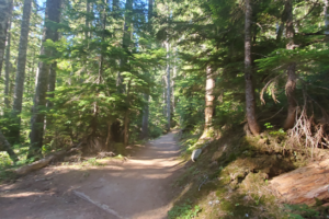 Lower trail is wide and flat as you follow a stream bottom through the forest on the Wonderland Trail to Summerland Meadow, hiking the base of Mount Rainier