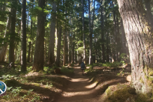 You meet a few backpackers doing the loop as well as several day hikers on the trail