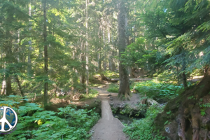 Two small streams enter a bigger stream down below as you cross on this log