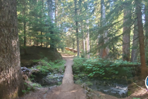 Looking back across log bridge over the creek