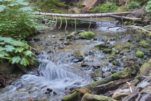 Flowing water is the flow of life passing through the trail