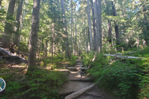 Trail begins to start its climb to Summerland Meadow about a mile and half in the switchback begin