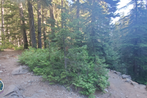 First switchback and trust me as the climb intensifies there are plenty ahead on the Wonderland Trail Mount Rainier