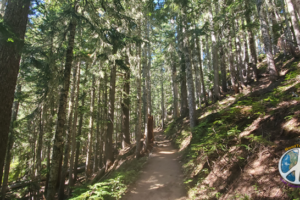 Starting here Wonderland Trail to Summerland Meadow starts a steady incline getting steeper.