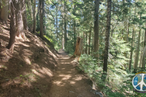 As I climb the forest becomes more open with more flora along the trail