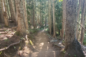 Looking back down the trail as I ascend through the forest