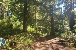 Upper forest as the morning light shines through it