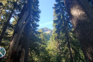 This mountain stays in view for at least a mile as I climb up Mount Rainier