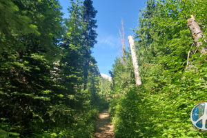 Forest Flora and Fauna start changing rapidly with every step as the peak of Mount Rainier comes into view.