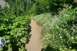 As I climb the fauna is tight along the trails edge before it opens up to panoramas in a 360 degree view of Mount Rainier National Park