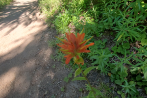 Indian Paint Brush, the first one of the day on the trail hiking