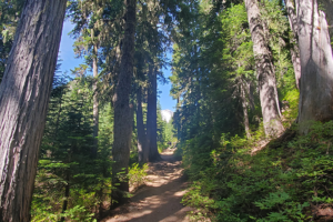 Once out of the forest, we cross creek and the steep climb starts to Summerland Camp