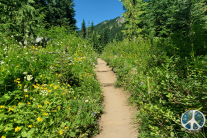 An explosion of wildflowers begins as I ascend