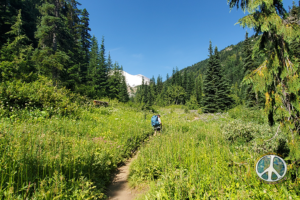 Mount Rainier begins to be part of the Panorama to Summerland Meadow