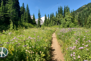 Mount Rainier National Park is incredible, it doesn't matter which trail you are hiking in the park.