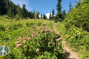 Rosy Spirea wildflowers make an appearance on the Wonderland Trail with Get Lost In America