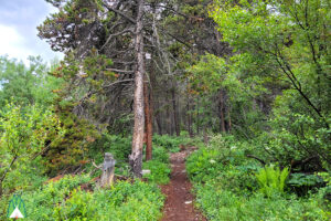 Trail is smooth and wide, which means well used. West Rosebud Trail 19 is a popular trail and gets quite a bit of traffic