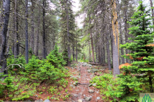 On up the trail through a lodge pole and fir forest. Trail becomes steep from here to the ridge above the lake