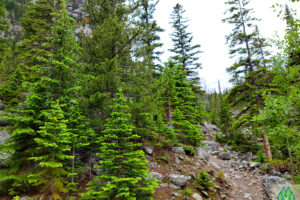Forest transitions into mostly fir trees sparsely placed among the granite boulders