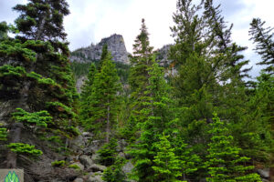 Forest colors are so vibrant in spring rains, creating great depth in the mountains surrounding us.