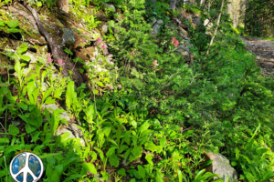 After entering the trail Wildflowers and foliage just explodes are thick the first mile and half before Williams Pass Trail opens up.