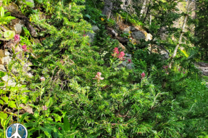 Lush color of yellow, red and brilliant greens highlight the trails edge