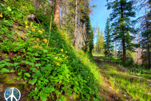 Morning light and being on the trail at first light means a trail with just trail and you… Birds, Elk, Rabbits, Deer, and Coyotes are your morning companions